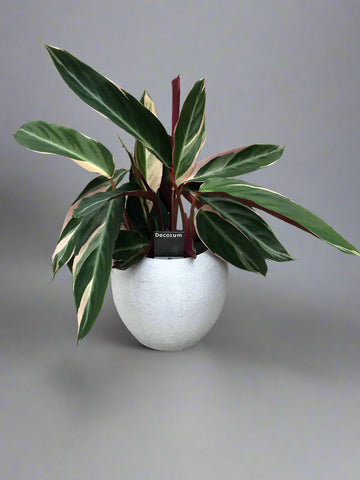 Calathea Triostar