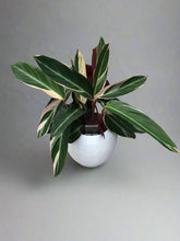 Calathea Triostar