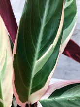 Calathea Triostar