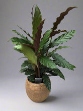 Calathea Rufibarba