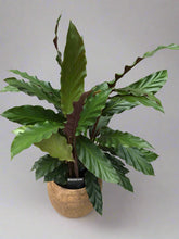 Calathea Rufibarba