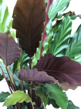 Calathea Rufibarba