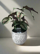 Calathea Majestica White Star