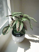 Calathea Majestica White Star