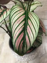 Calathea Majestica White Star