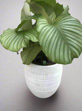 Calathea Orbifolia