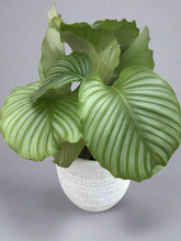 Calathea Orbifolia