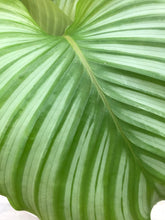 Calathea Orbifolia