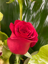 Sent with Love Rose & Orchid Modern Arrangement