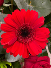 Sent with Love Rose & Orchid Modern Arrangement