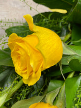 Large Head Roses (Yellow) Hand tied